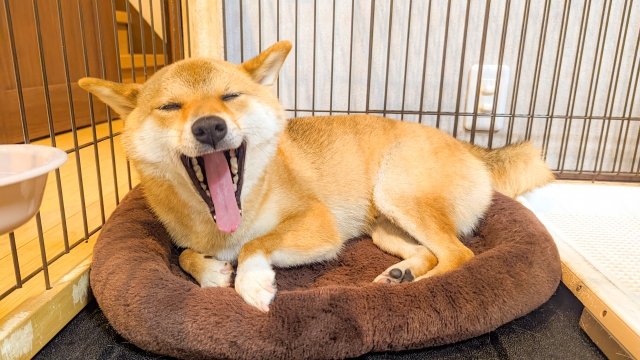 ケージで寝る犬