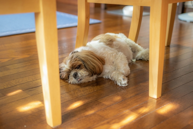 床で寝る犬