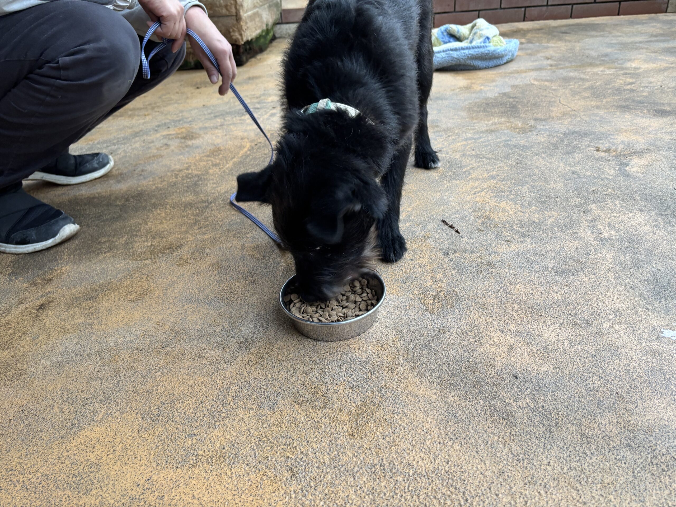 ハッピーハウスの兄弟犬1