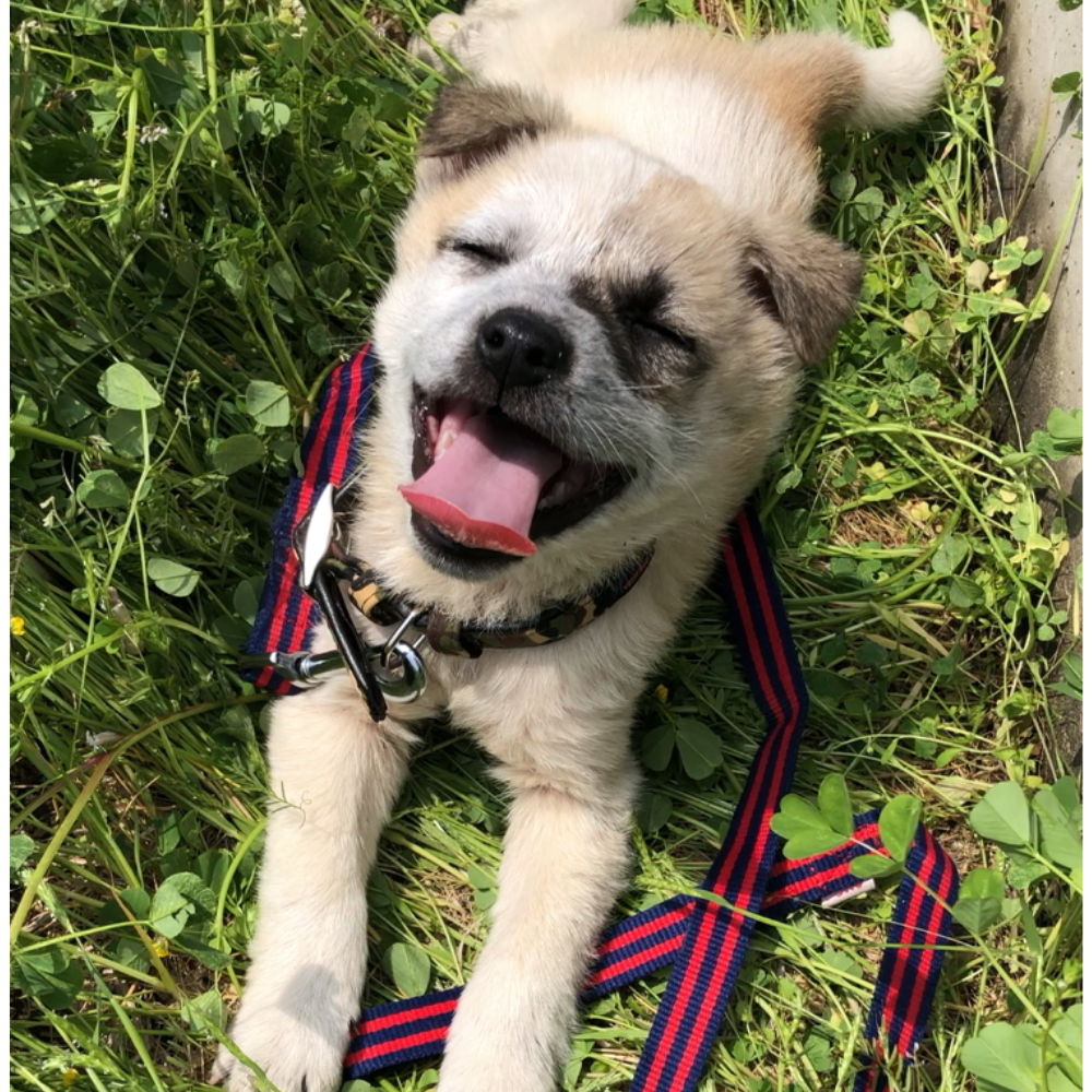 愛犬はるちゃん