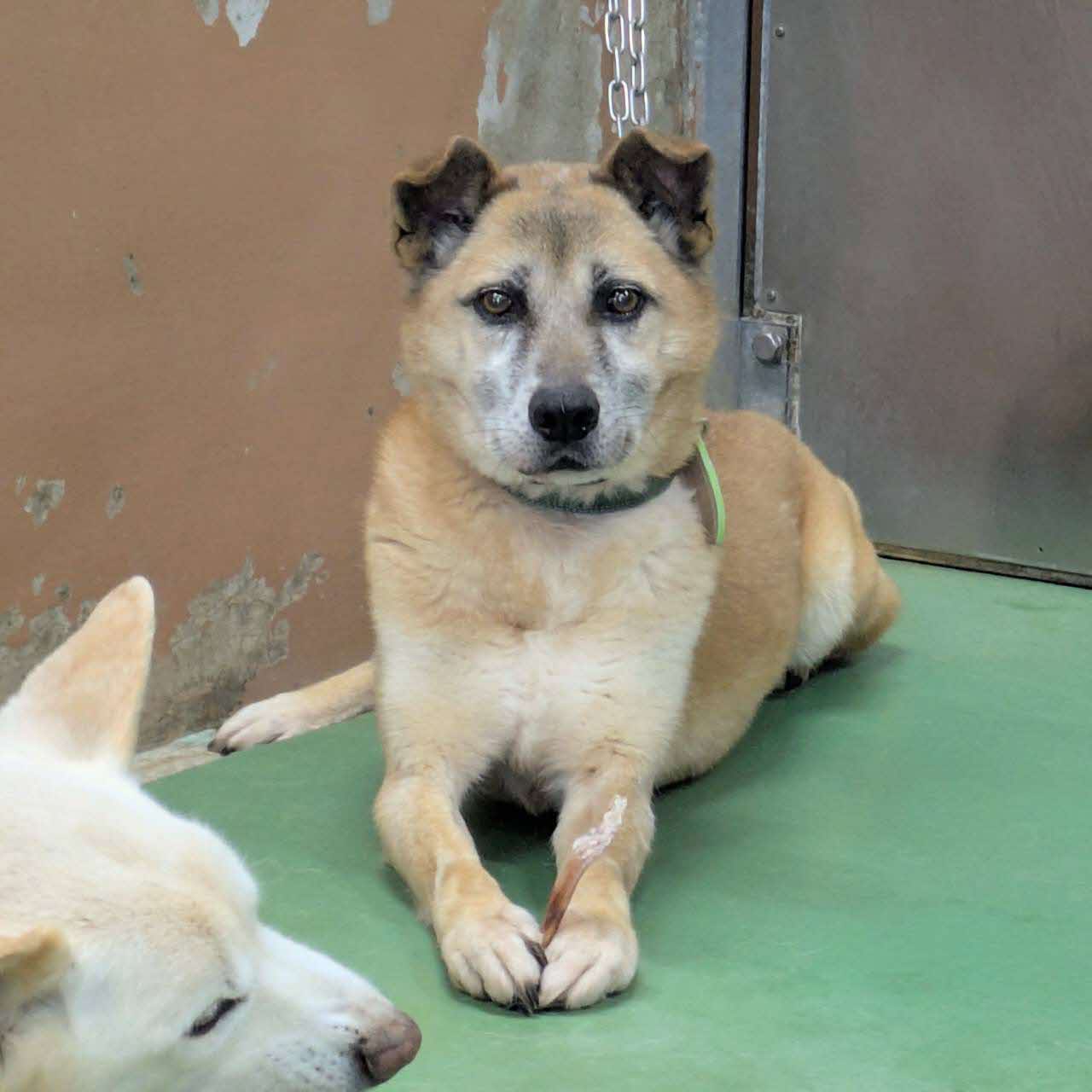熊本市動物愛護センターで家族を待っているワンちゃん