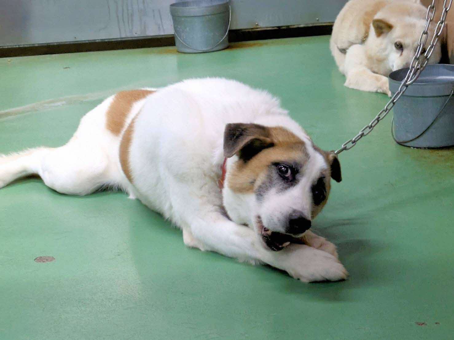 おやつを食べる保護犬の様子2