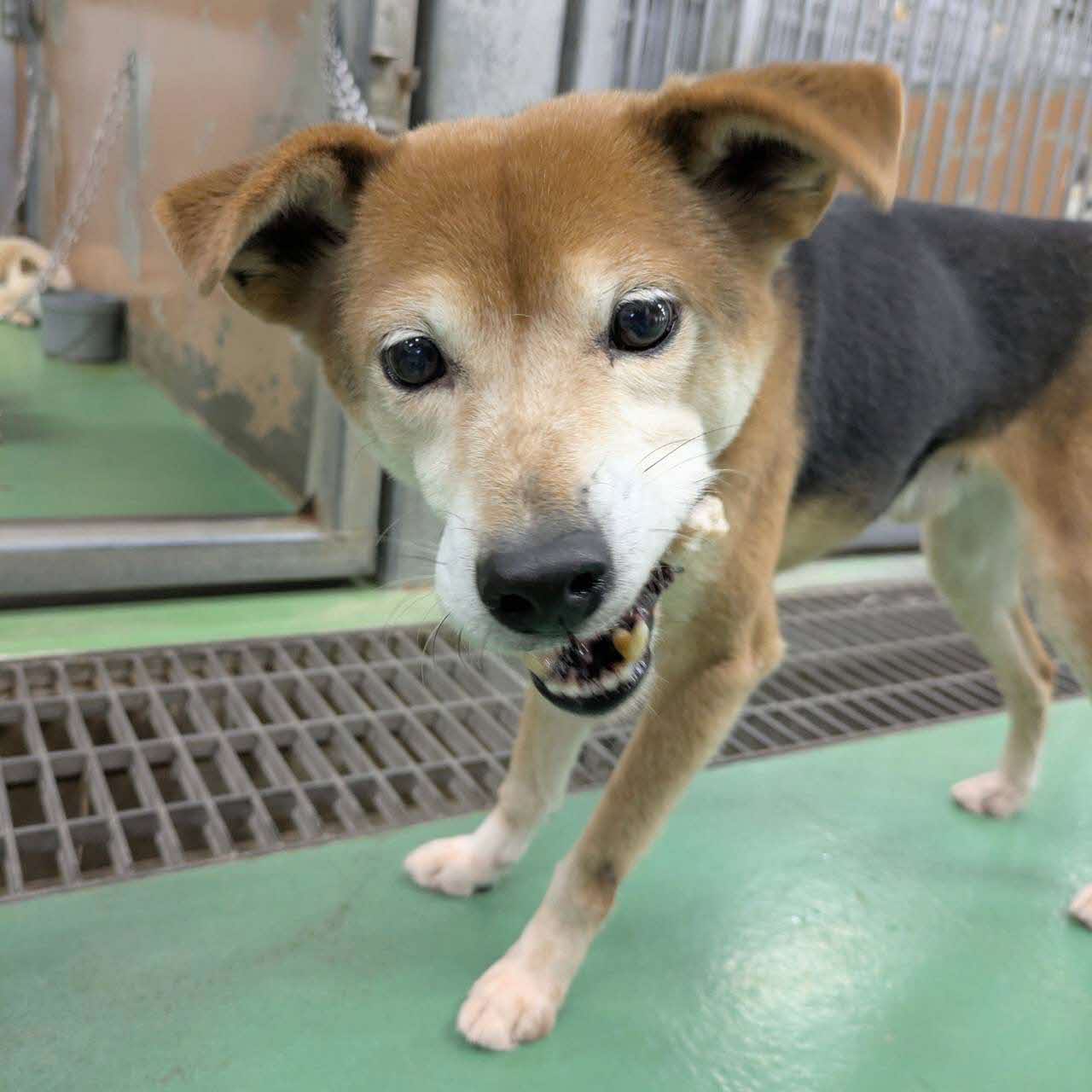 おやつを食べる保護犬の様子1