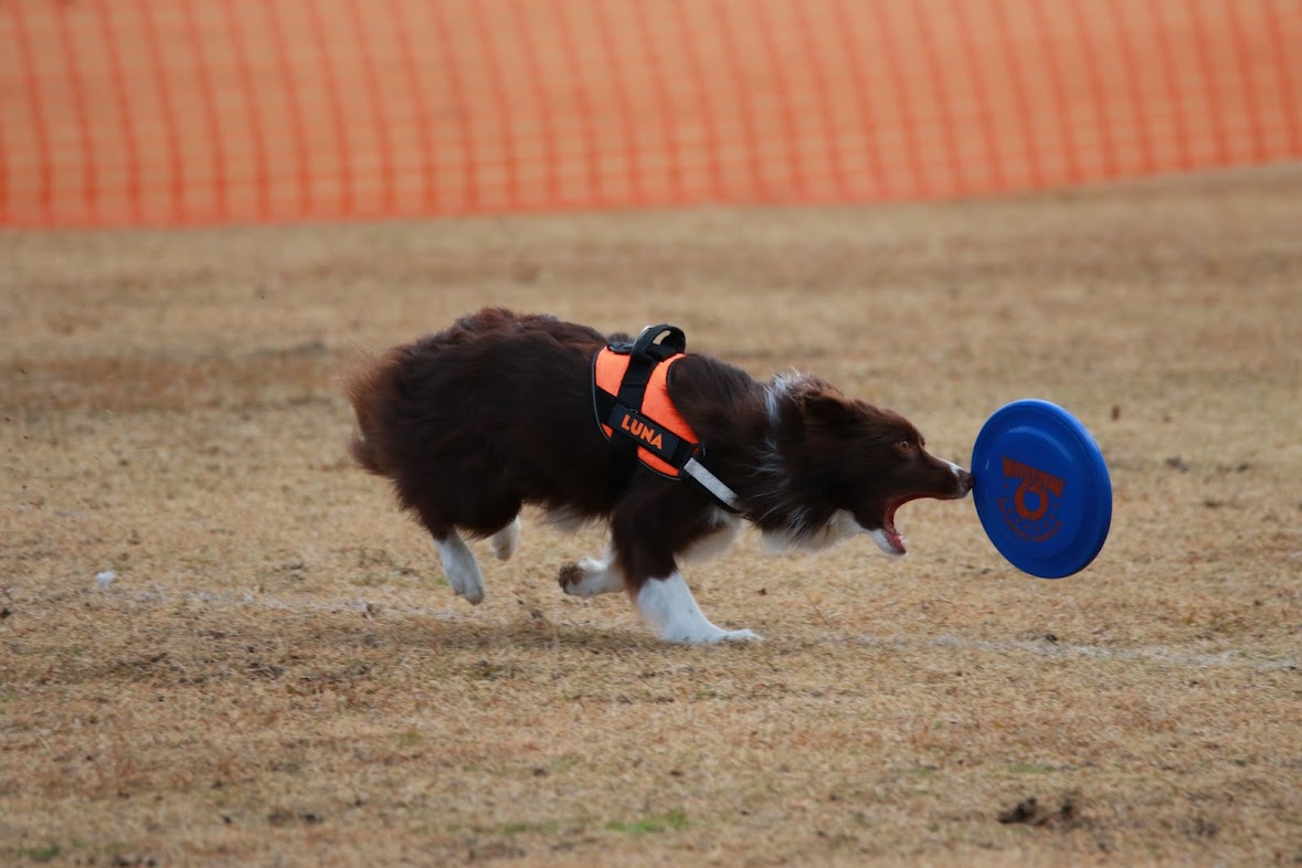 フリスビーをするLunaちゃん