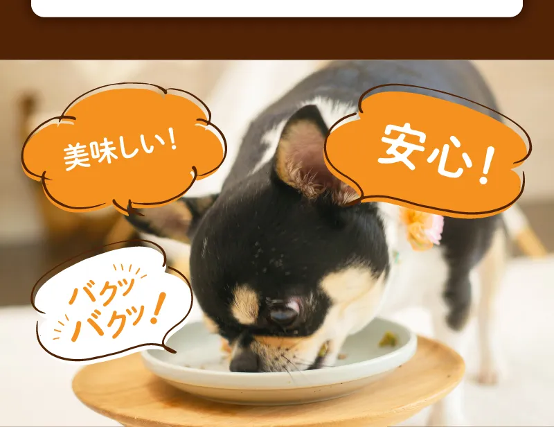 ドッグフード 手作り 馬肉 ごはん 食いつき 食べつき