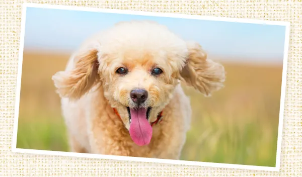 プードルちゃん