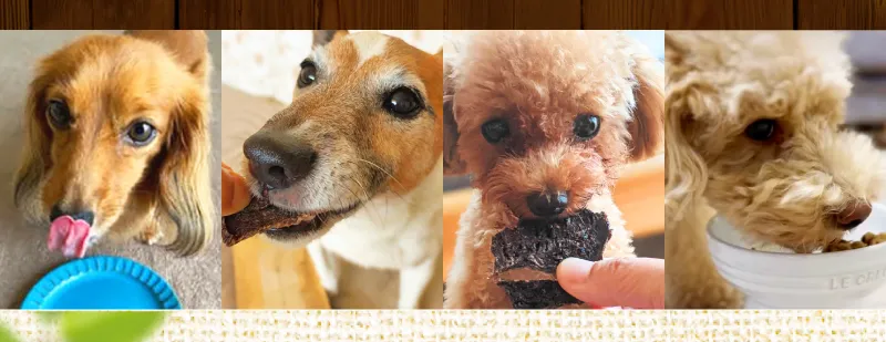 ワンちゃんたちの写真