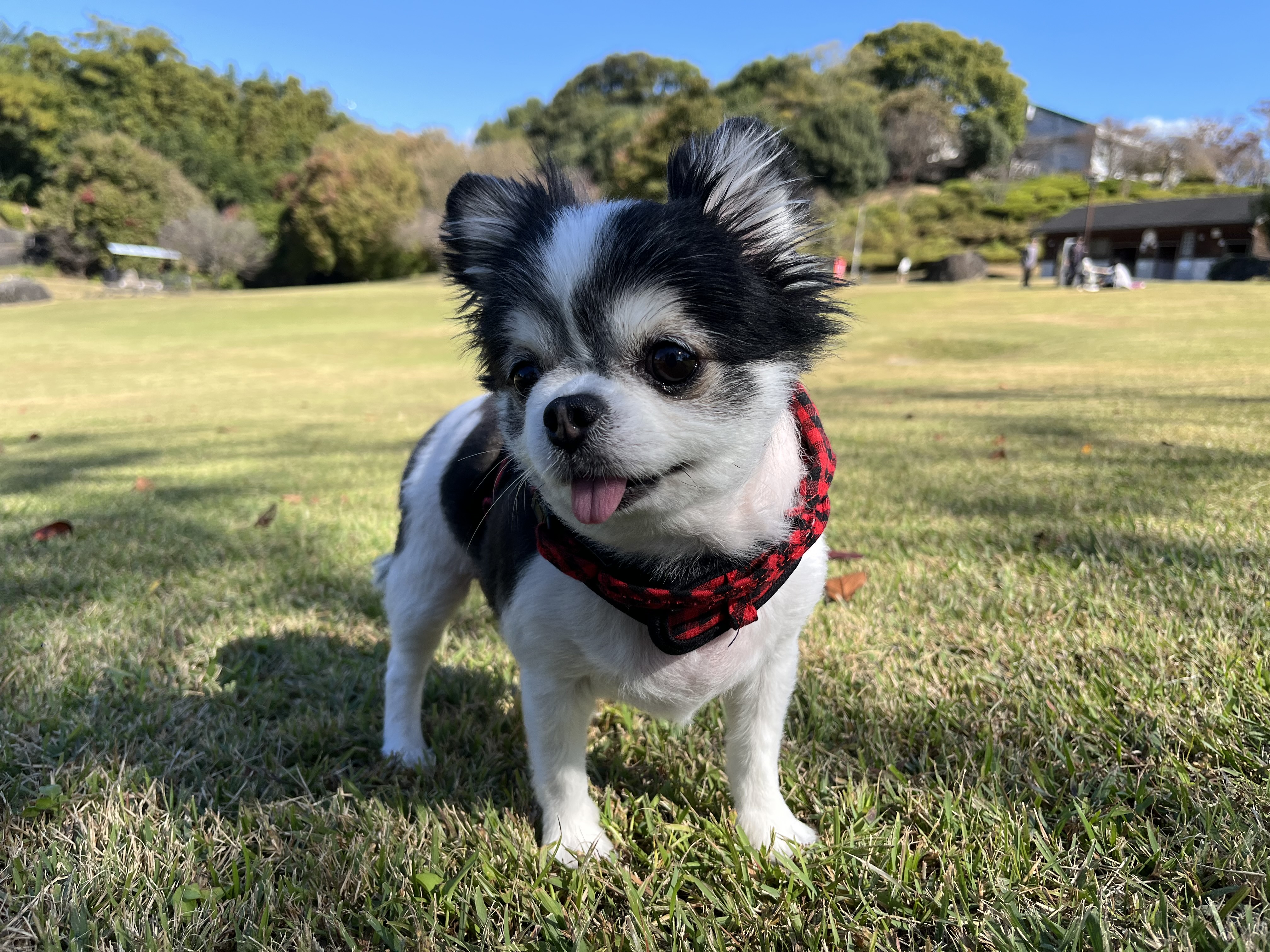 チロが元気な様子