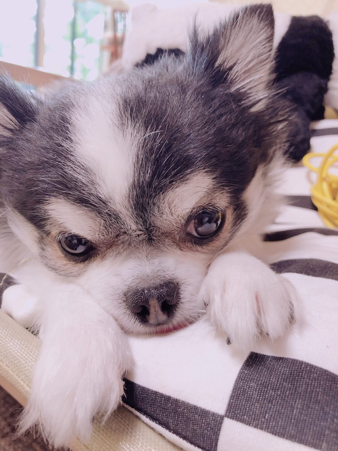 愛犬チロの悲しい顔