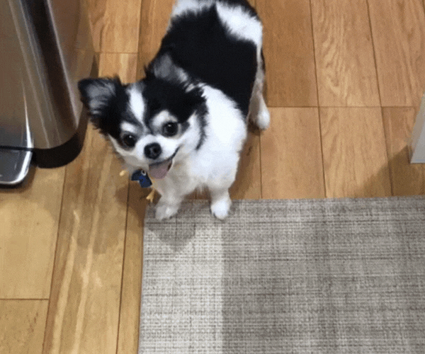 愛犬がしっぽふりふり