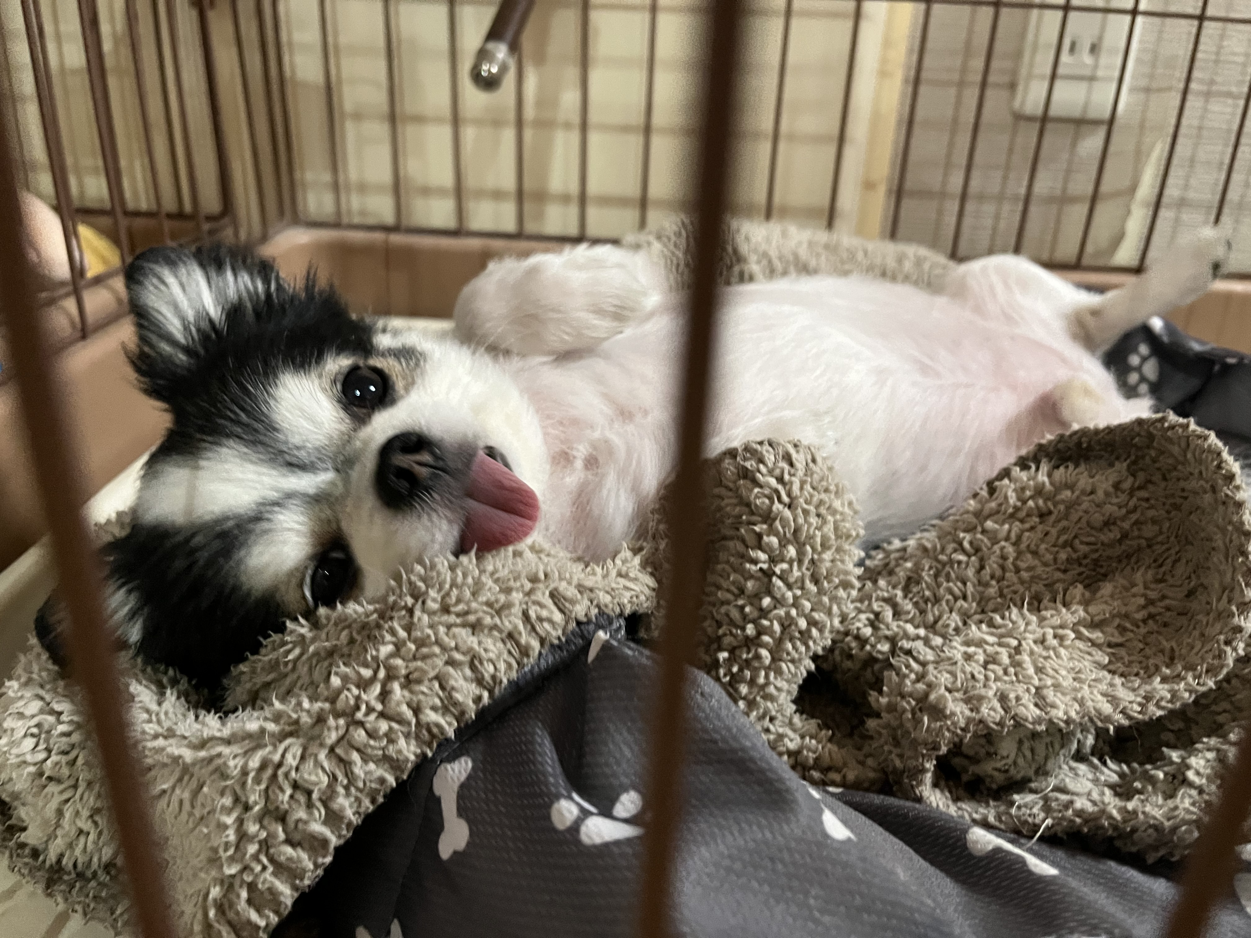 愛犬チロ