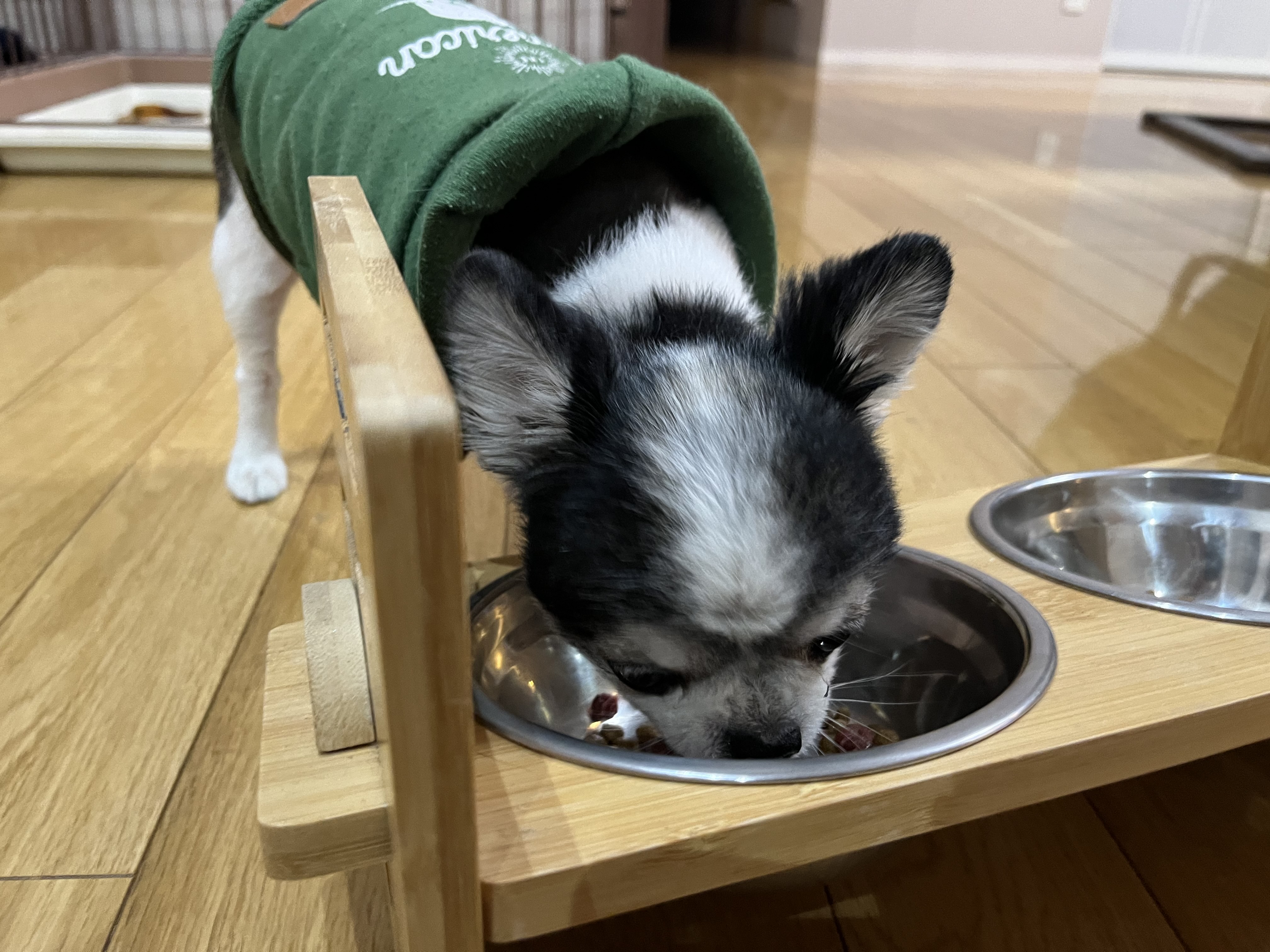 チロがプレミアムお試しを食べる様子