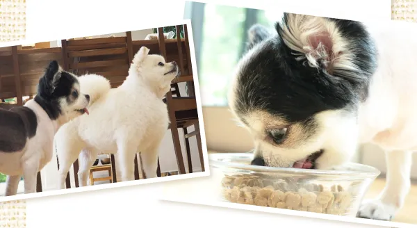 つぶチロちゃんの写真