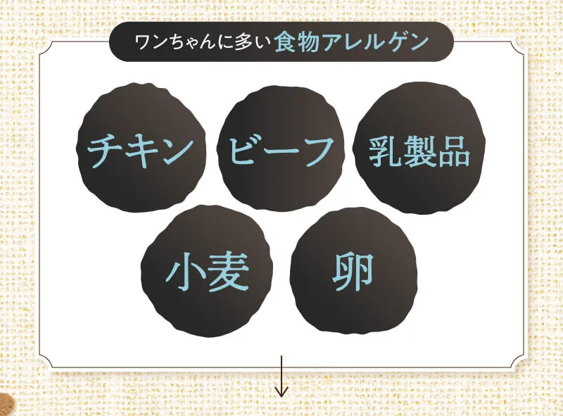 ワンちゃんに多い食物アレルゲンランキング。1位：牛肉、2位：乳製品、3位：小麦、4位：卵、5位：鶏肉。