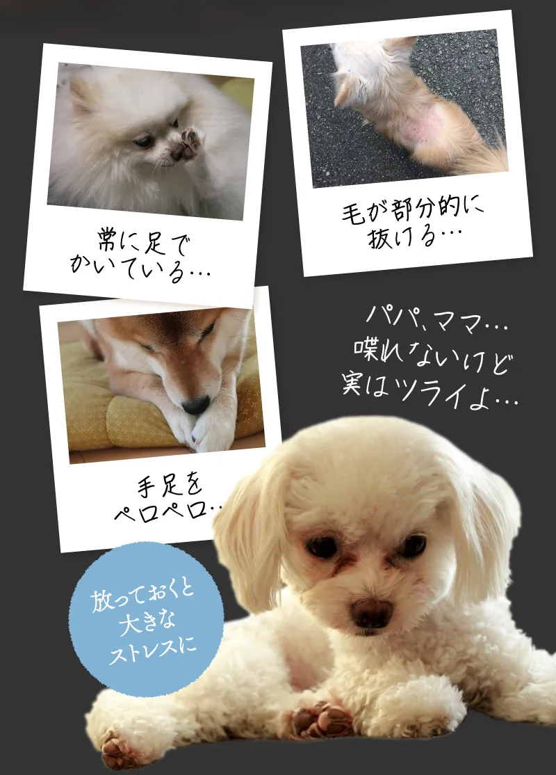 「常に足でかいている…」「毛が部分的に抜ける…」。皮膚トラブルに悩む飼い主様とワンちゃんの写真。手足をペロペロ…。パパ、ママ…喋れないけど実はツライよ…。放っておくと大きなストレスに。その行動…悲しげな表情の白い犬（ビション・プードル系）の写真。