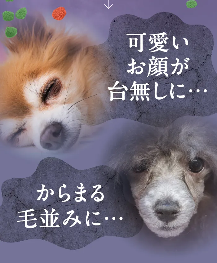 可愛いお顔が台無しに　からまる毛並みに