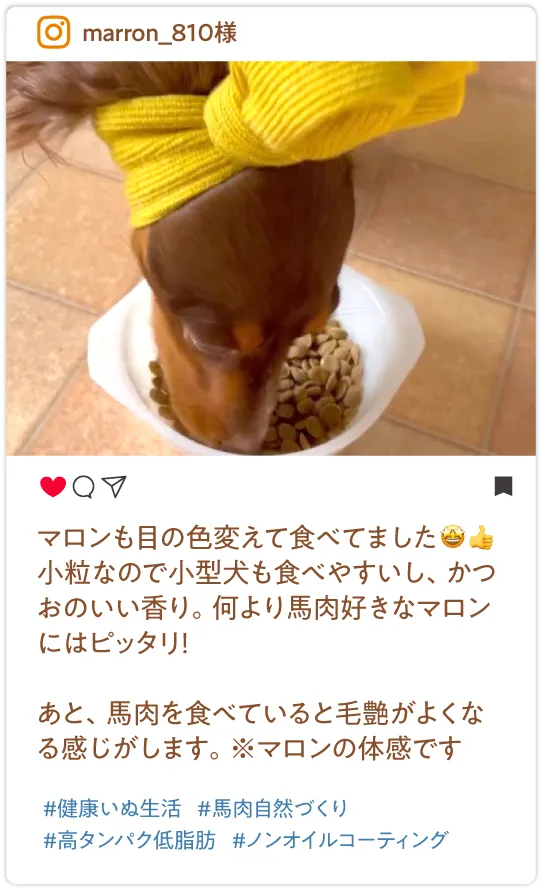 よく噛んで食べる子だけど消化しやすいように最近はお湯を少しかけて与えてます