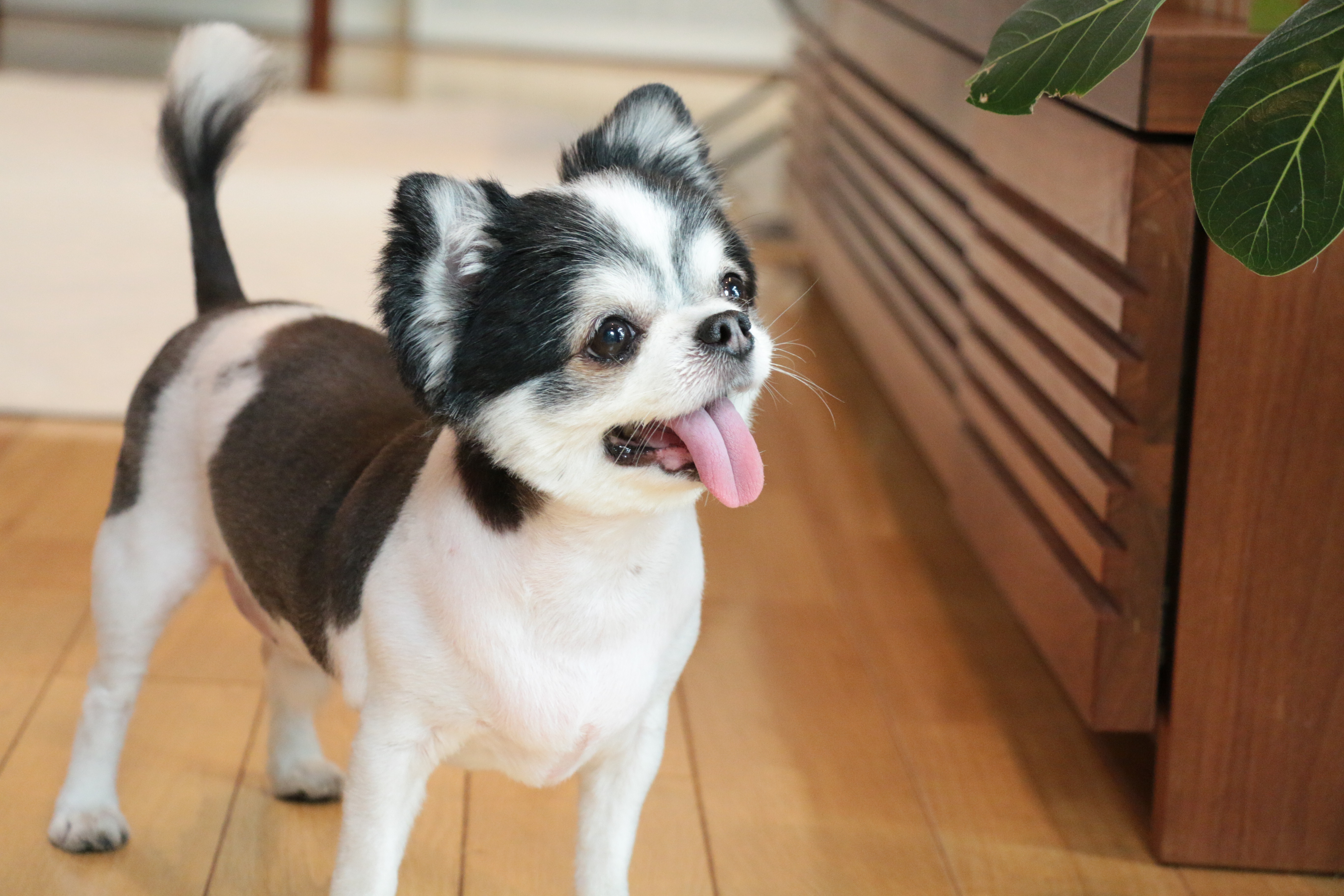 愛犬チロの笑顔