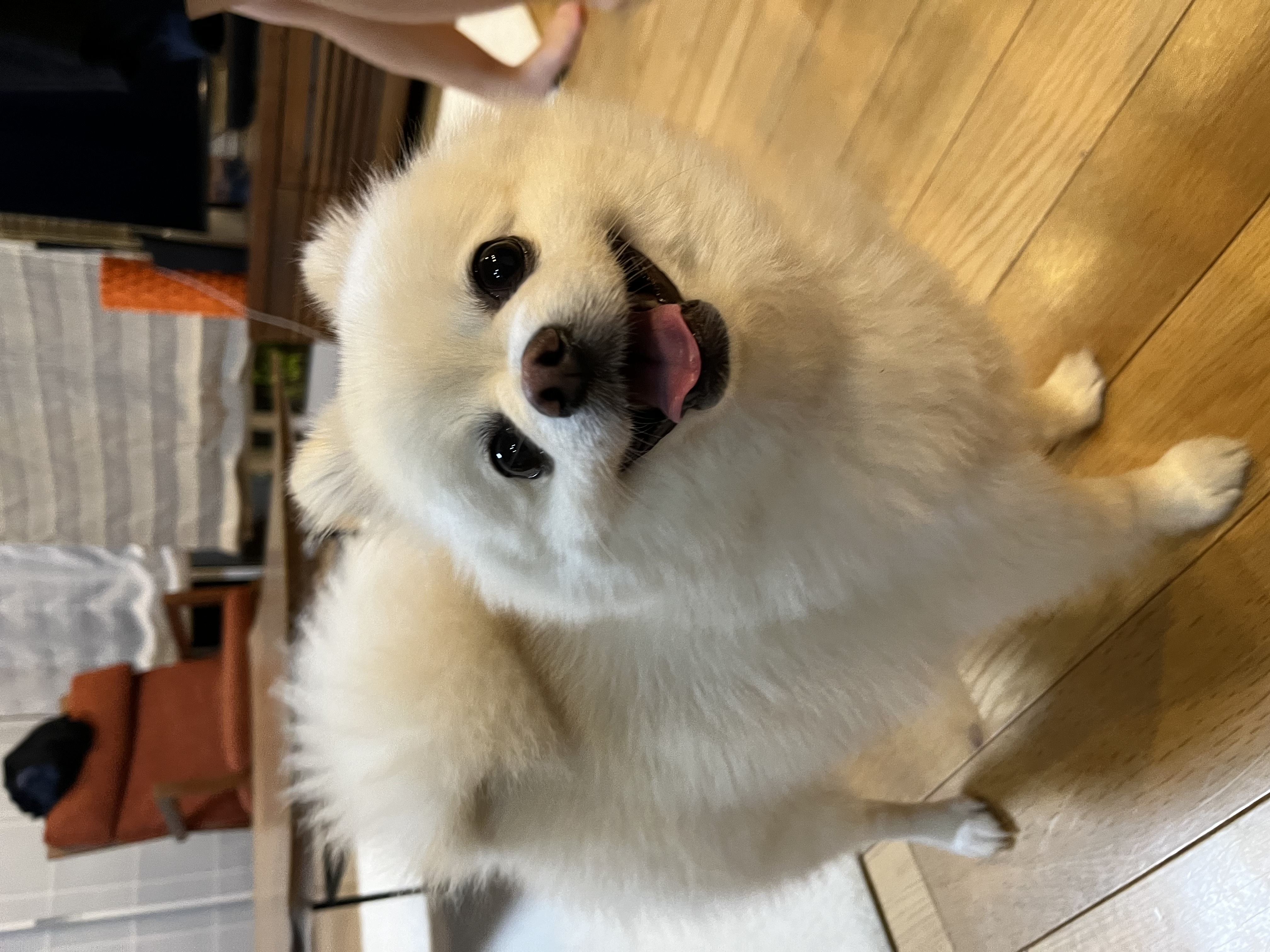 愛犬つぶの笑顔