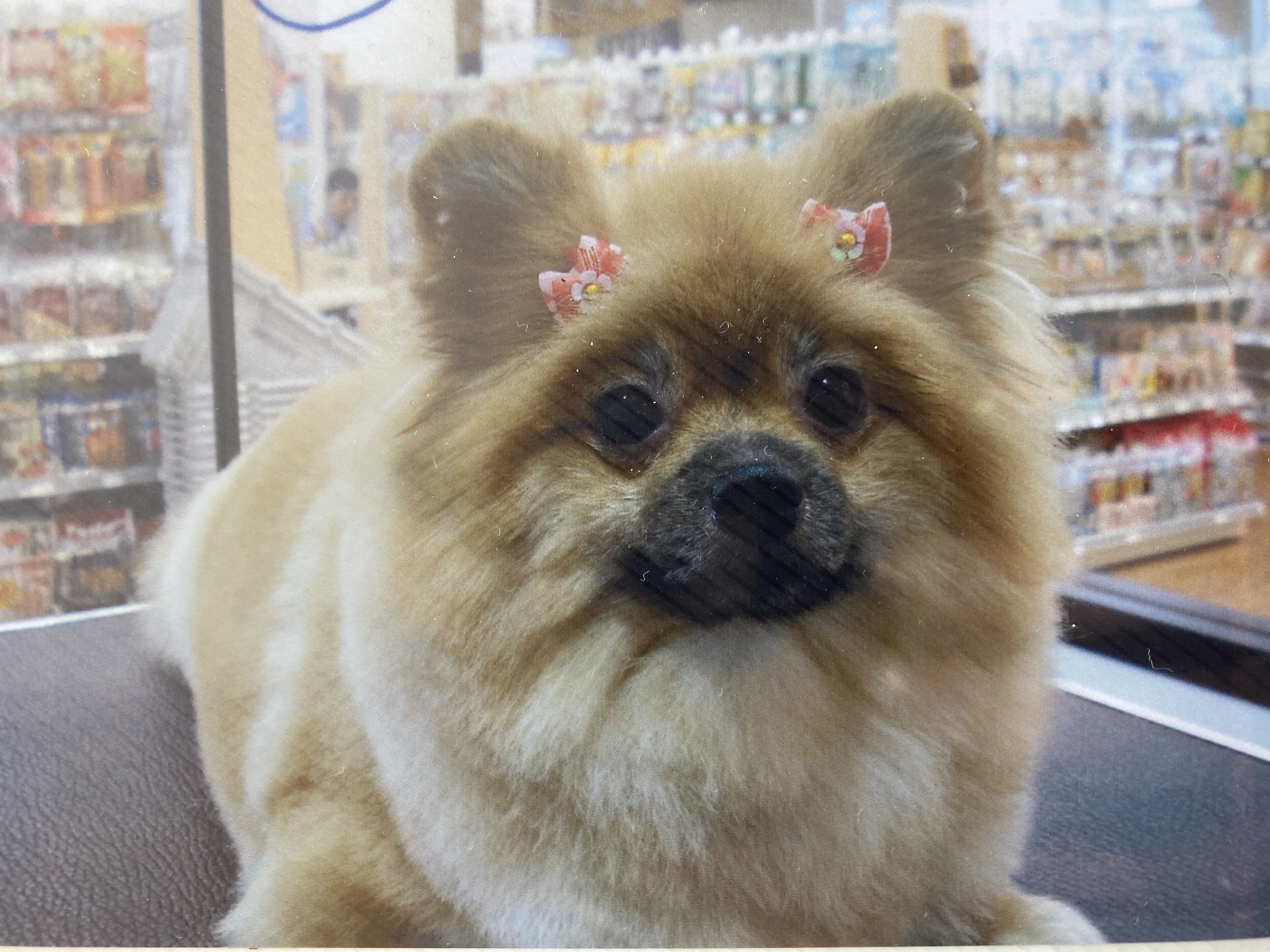 愛犬凛の写真