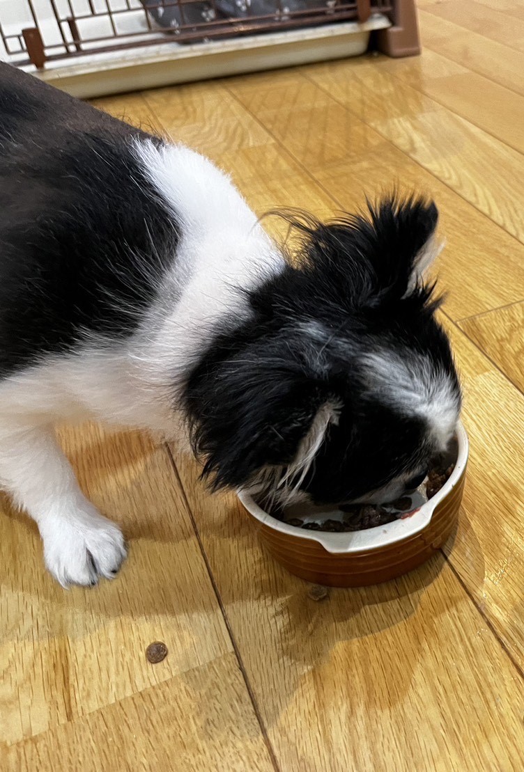チロが健康いぬ生活フレッシュを食べる様子