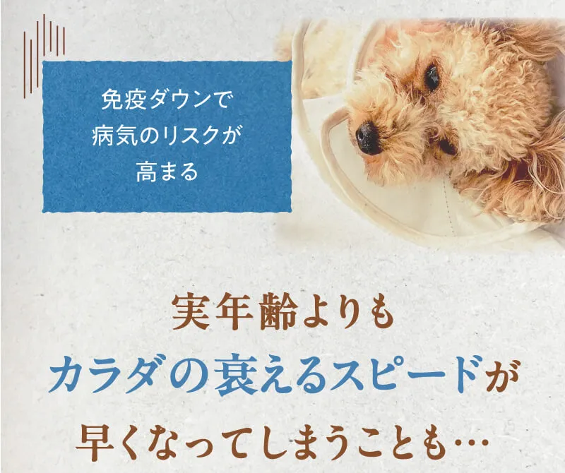 無添加フードを選んでいるから大丈夫！
