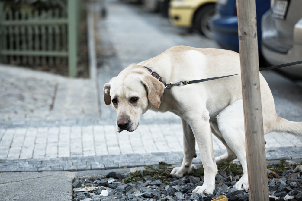 愛犬の血便を見ても慌てない 犬の血便の原因と日頃の予防策 ドッグフードの通販 健康いぬ生活