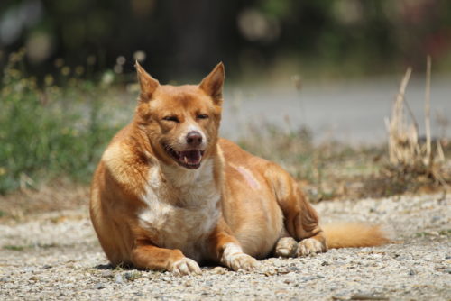 老犬は太りやすい 食事と運動で無理なくダイエットしよう ドッグフードの通販 健康いぬ生活