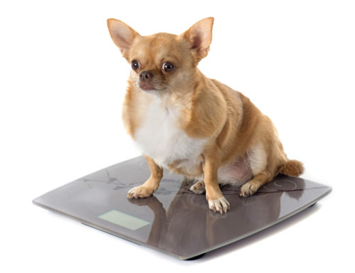 体重を計る犬