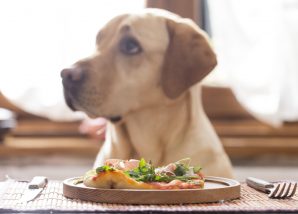 食事を目の前に置かれている犬