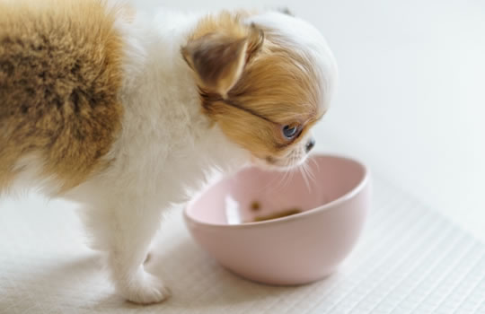 子犬の食事風景