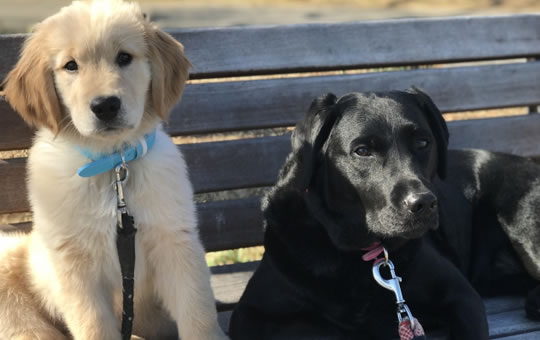 犬の多頭飼い